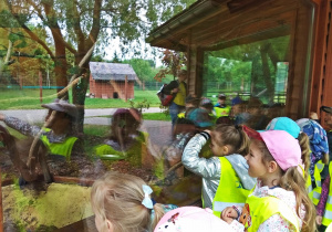 Dzieci oglądają żółwie wodne